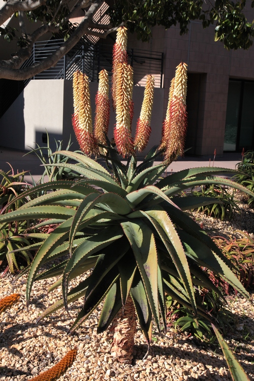 Image of Aloe ferox 